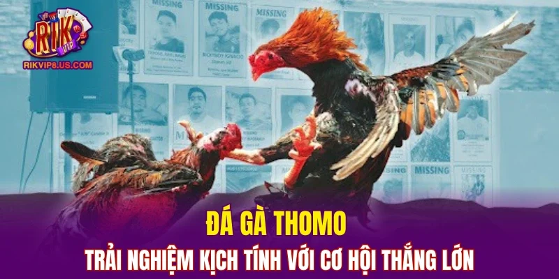 Đá Gà Thomo