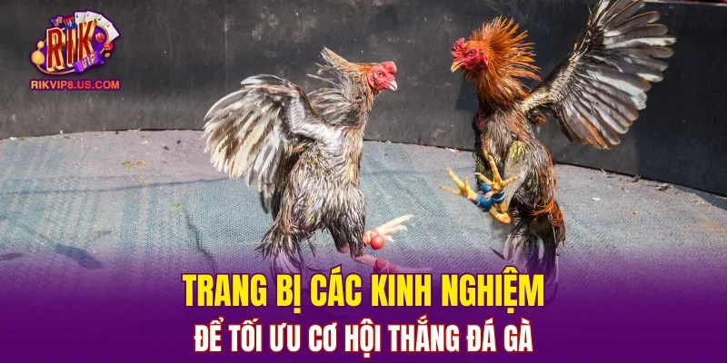 Trang bị các kinh nghiệm để tối ưu cơ hội thắng đá gà